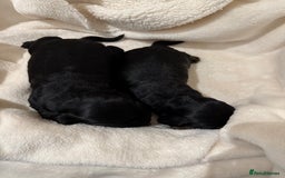 Cocker Spaniel dogs for sale: Litter of 6 adorable puppies  - Image 4