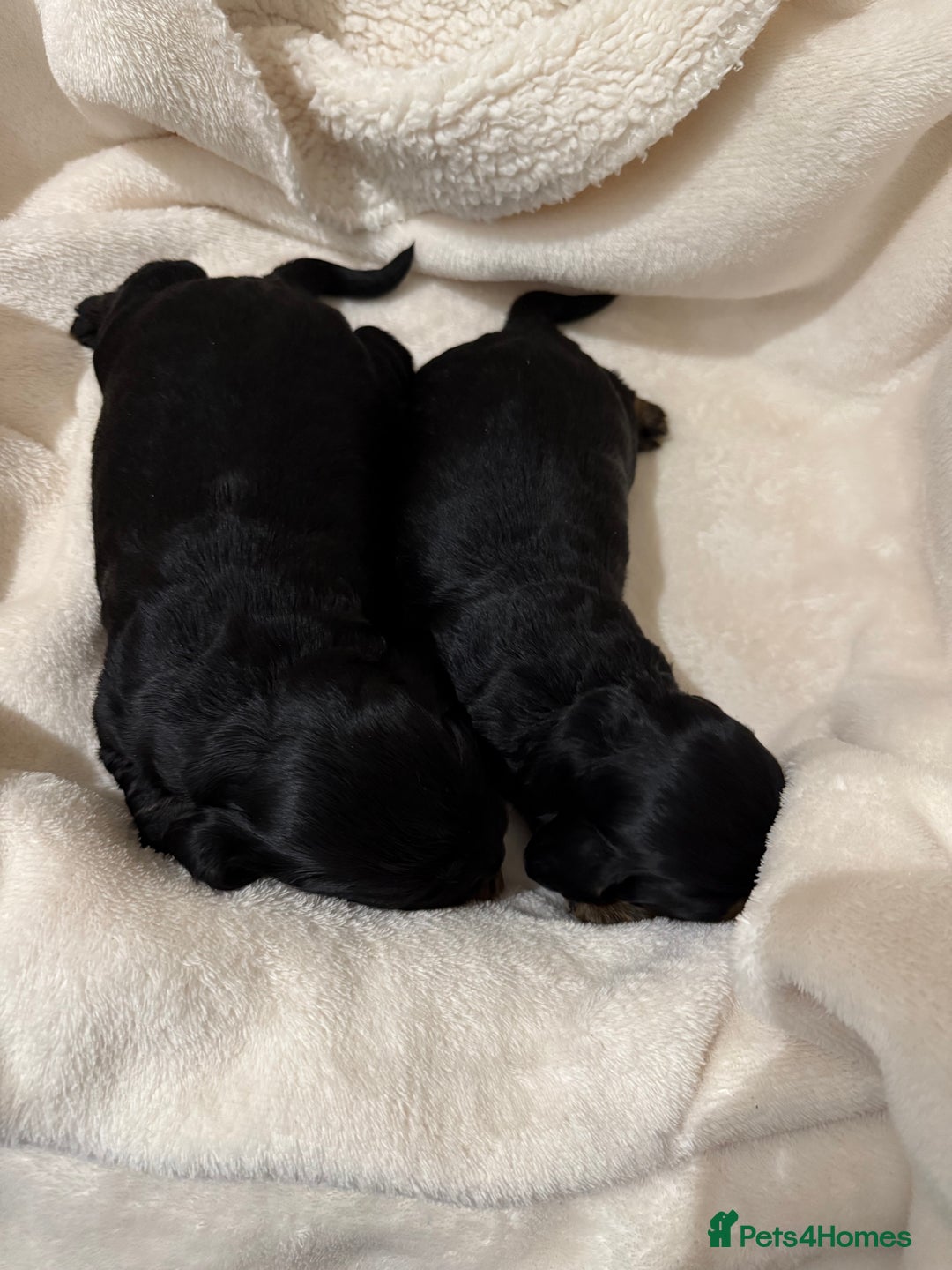 Cocker Spaniel dogs for sale: Litter of 6 adorable puppies  - Image 4