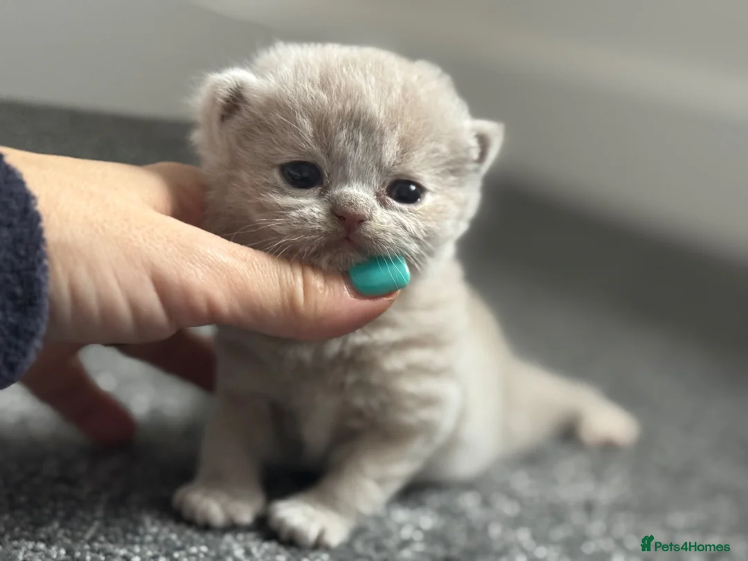 British Shorthair cats for sale: TICA SGC mum lilac tortie BSH female kitten  - Advert 2