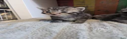 Mixed Breed cats for sale: Beautiful kittens  - Advert 2