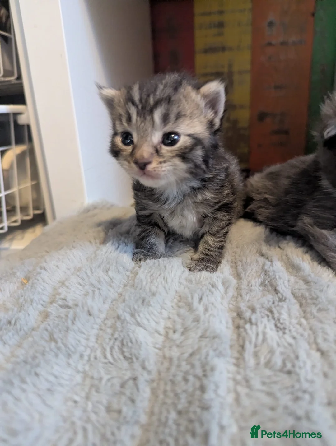 Mixed Breed cats for sale: Beautiful kittens  - Advert 2