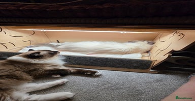 Ragdoll cats - Advert 8