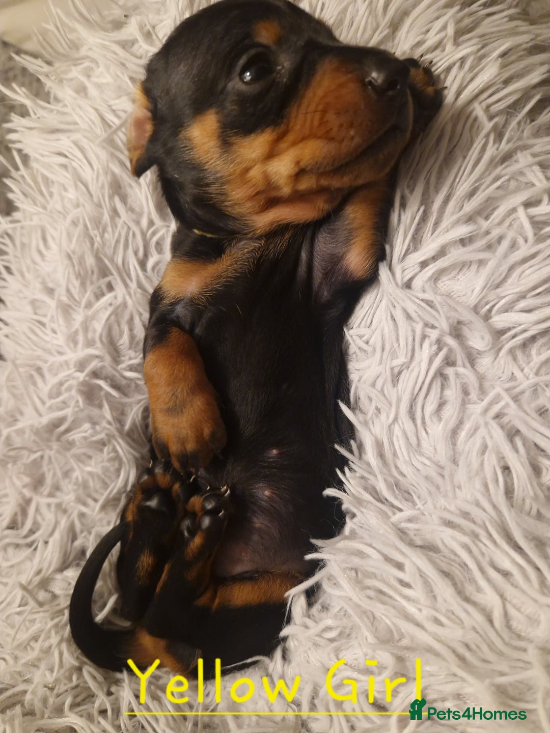Dachshund dogs for sale: KC standard dachshunds - Advert 2