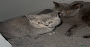 British Shorthair cats Stunning BSH furry babies one female available  - Advert 7