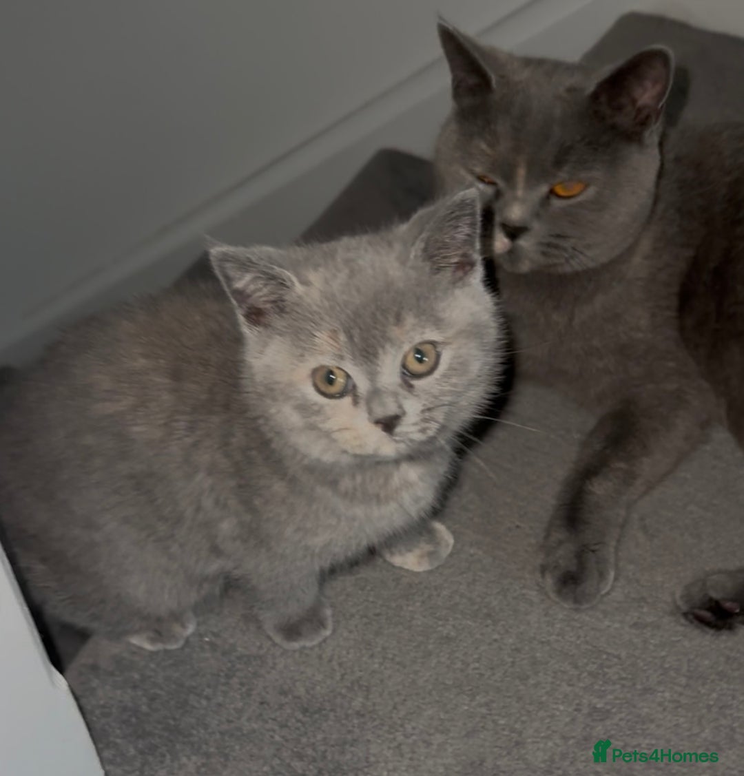 British Shorthair cats for sale: Stunning BSH furry babies all reserved  - Advert 2