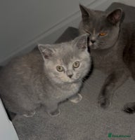 British Shorthair cats Stunning BSH furry babies one female available - Advert 5