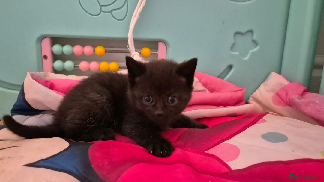 British Shorthair cats for sale: Beutiful British short hair cross kittens  - Advert 5