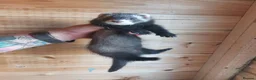Ferret rodents for sale: Rescue Kits for sale - Advert 13