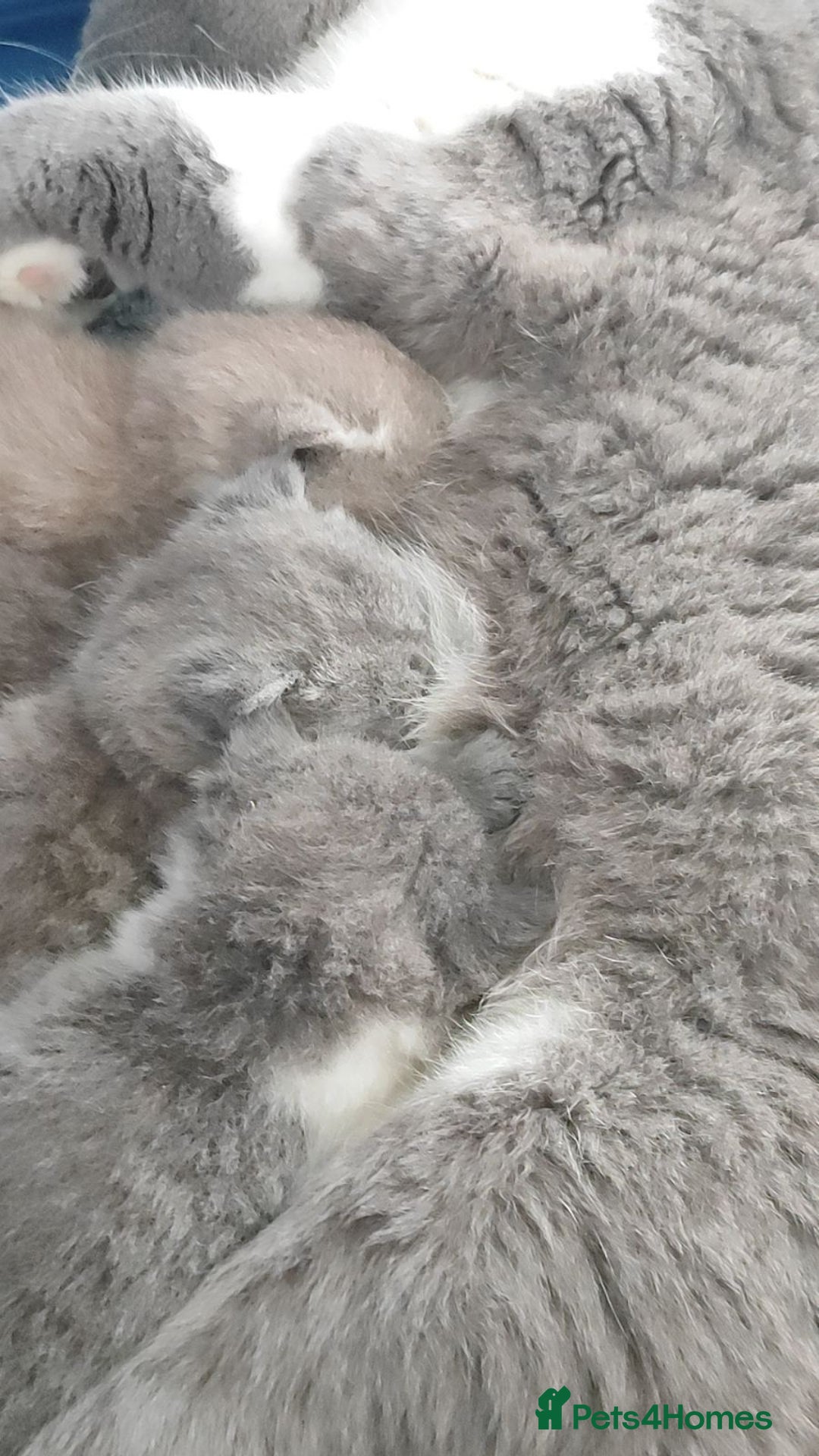 British Shorthair cats for sale: Beautiful British Shorthair Kittens - Image 12