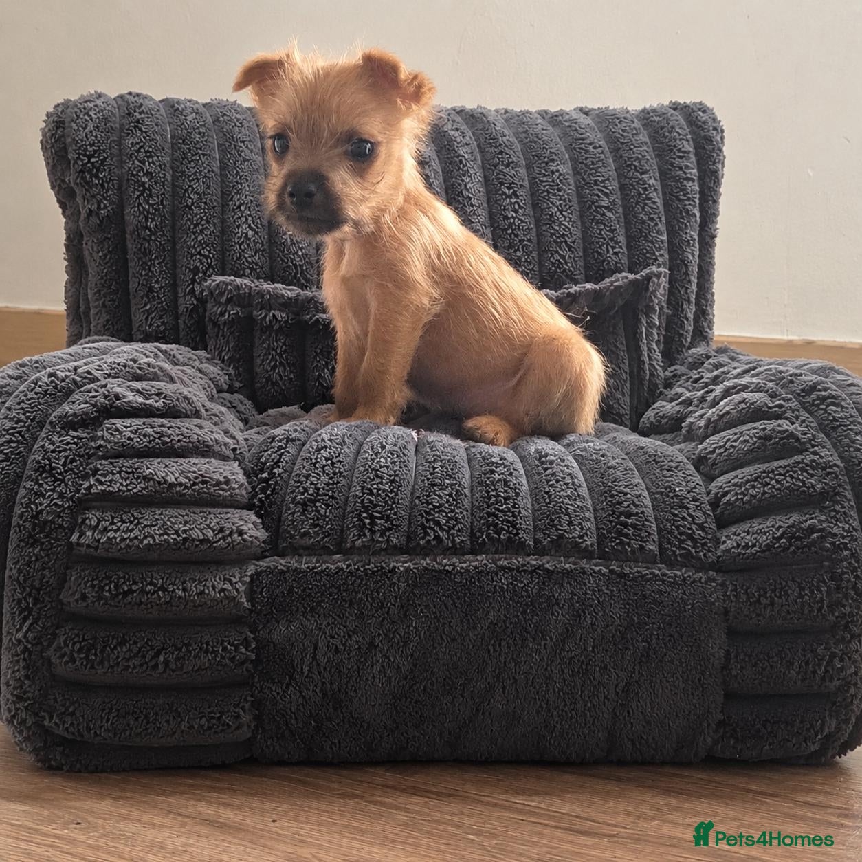 Mixed Breed dogs Stunning Lakeland x Patterdale pups - Advert 2