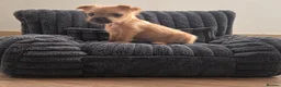 Mixed Breed dogs for sale: Stunning Lakeland x Patterdale pups - Advert 5