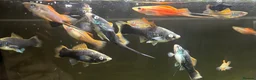 Other/Mixed Breed fish for sale: Molly x swordtail molly male and female  in Burgess Hill - Advert 1