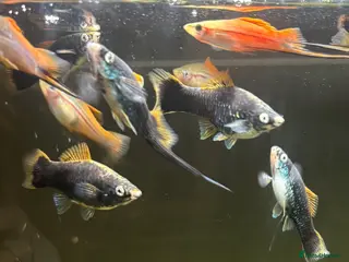 Other/Mixed Breed fish Molly x swordtail molly male and female in Burgess Hill - Advert 1