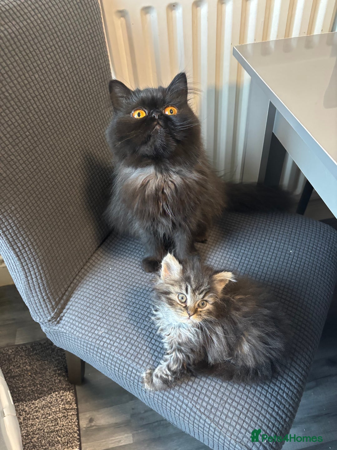 Persian cats for sale: Silver black tabby Persian mix kittens  - Image 9