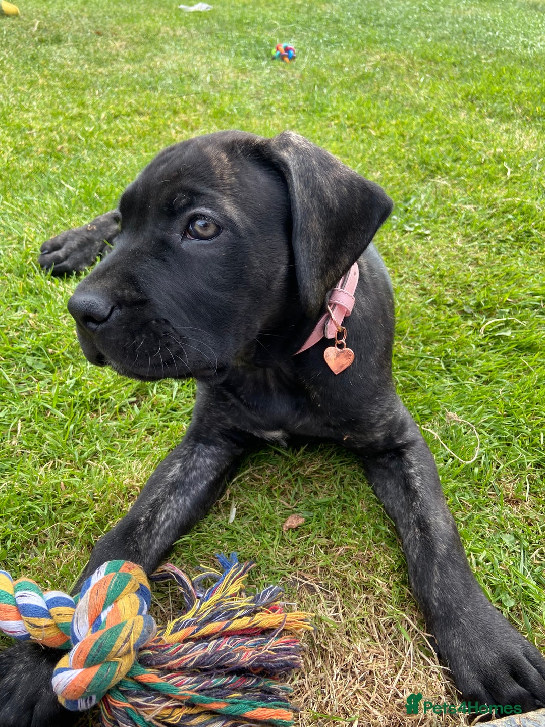 Mixed Breed dogs for sale: Family dog for Sale - Image 10