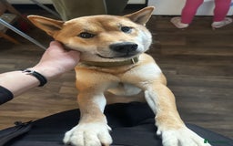Japanese Shiba Inu dogs for sale: Shiba Inu Girls Puppies - Image 7
