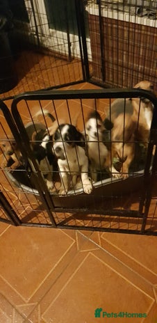 Chiweenie dogs in Rowley Regis - Advert 13