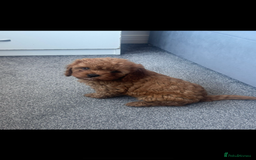 Cavapoo dogs for sale: Stunning health tested f1 Cavapoos ready now  - Image 7