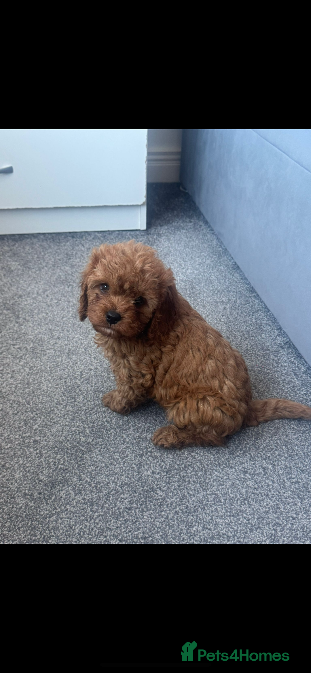 Cavapoo dogs for sale: Stunning health tested f1 Cavapoos ready now  - Image 7
