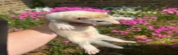 Ferret rodents for sale: Ferret kits  - Advert 2