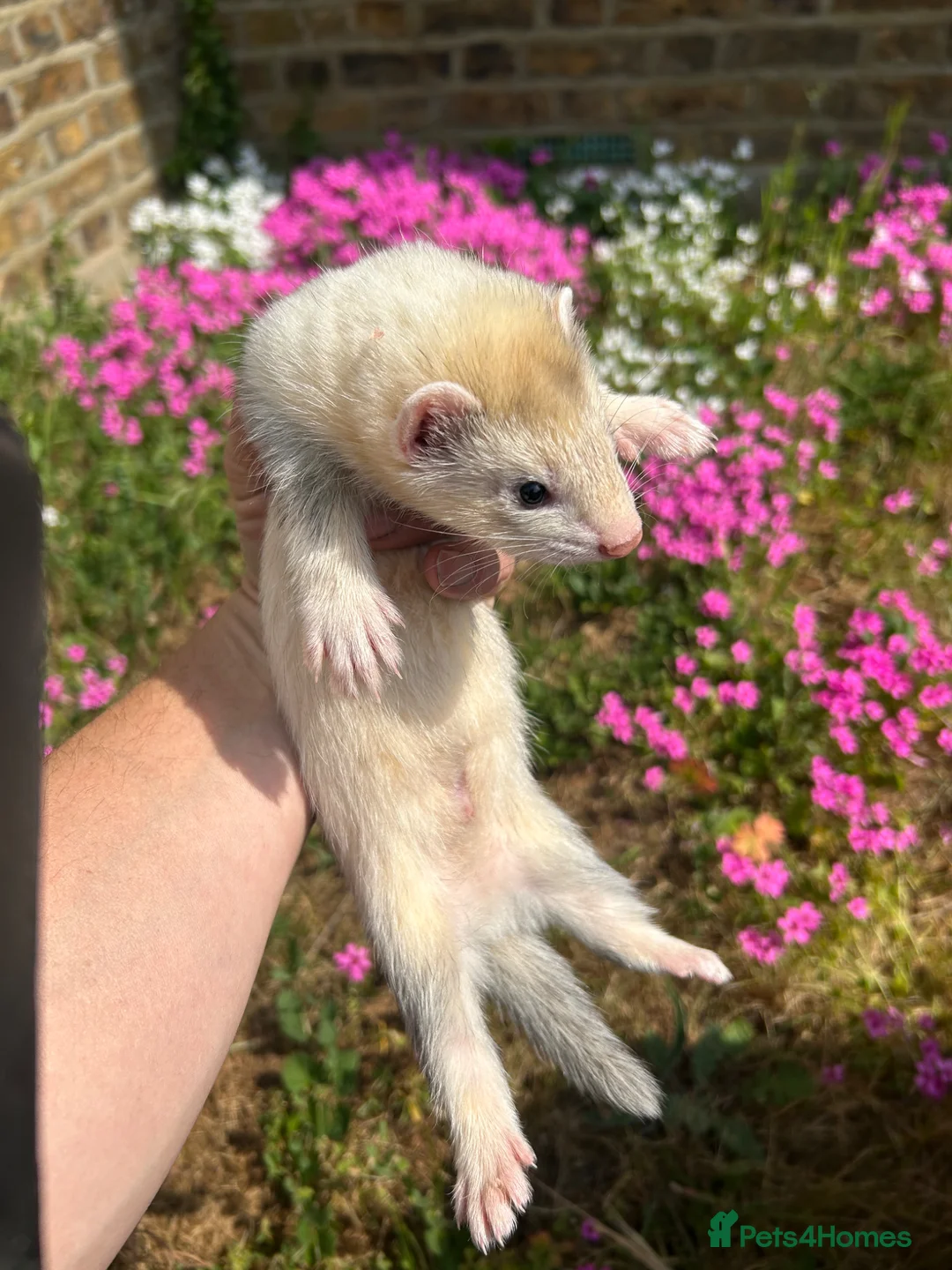 Ferret rodents for sale: Ferret kits  - Advert 2