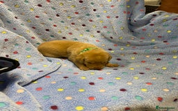 Labrador Retriever dogs for sale: Stunning Litter from working parents KC reg - Image 9