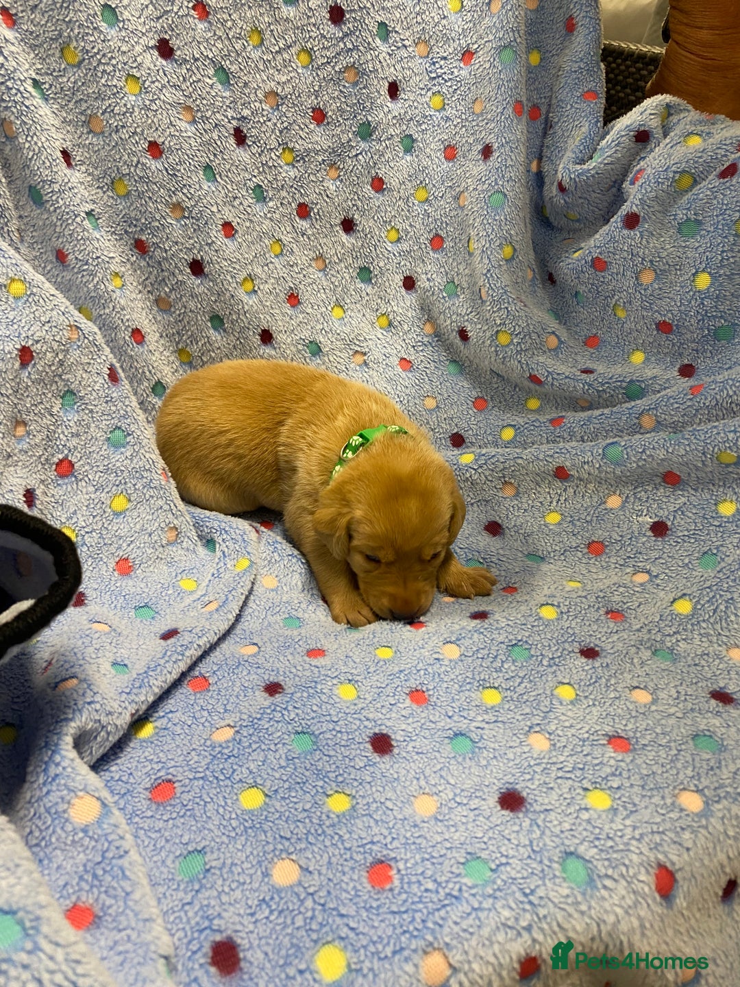 Labrador Retriever dogs for sale: Stunning Litter from working parents KC reg - Image 9
