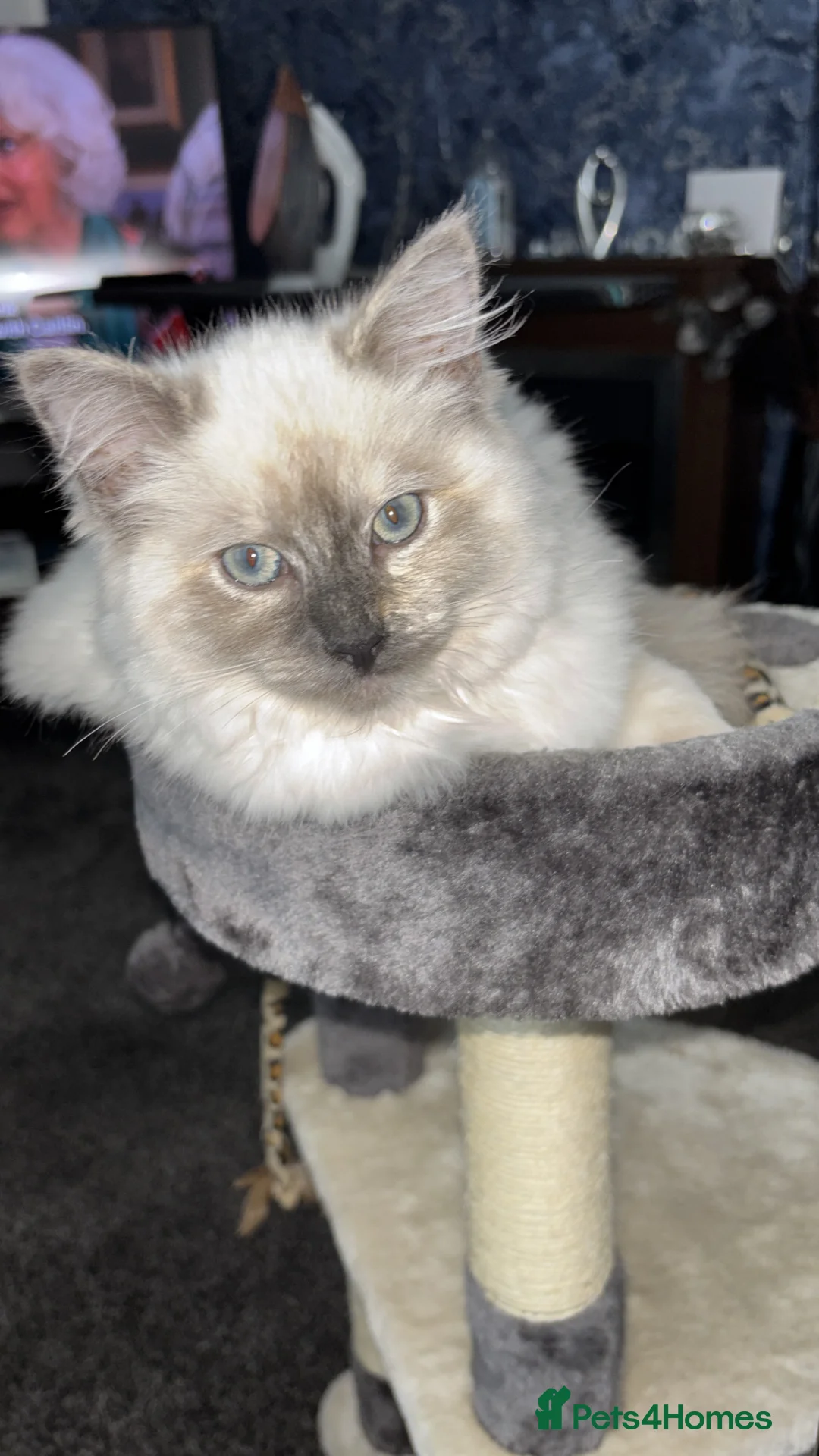 Ragdoll cats for sale: Ragdoll kitten  in Kidderminster - Advert 2