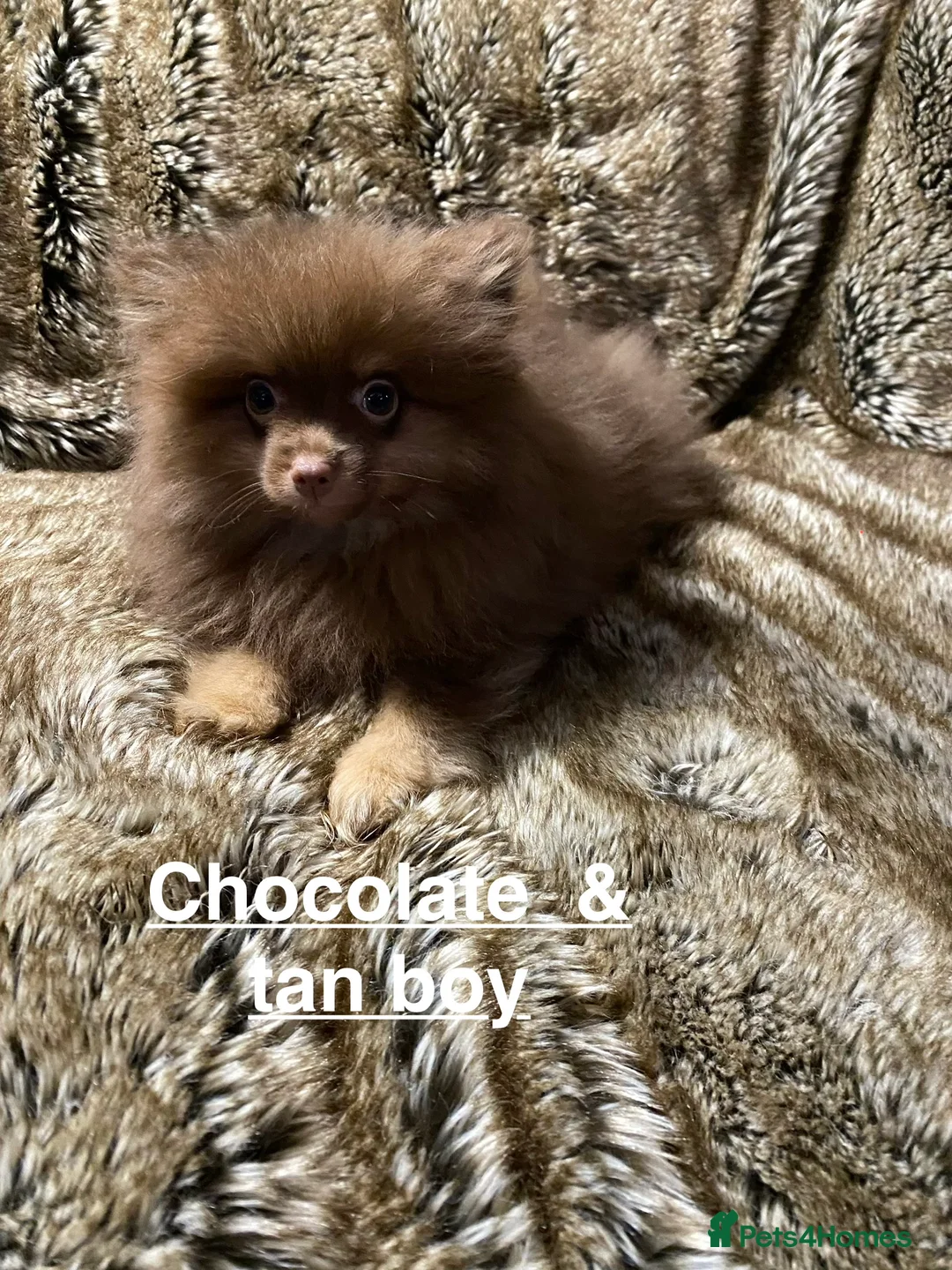 Pomeranian dogs for sale: For sale 3 Stunning Pomeranian puppies  - Advert 3