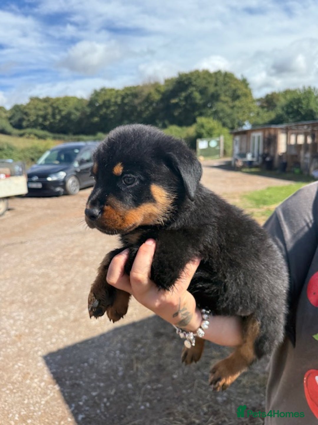 Rottweiler dogs for sale: beautiful pedigree rottweilers  - Image 19