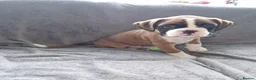 Boxer dogs for sale: 4 k.c boxer puppies ready for there new homes  in Sowerby Bridge - Advert 16