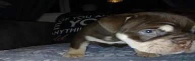 English Bulldog 2