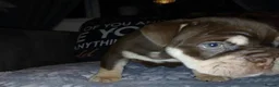 English Bulldog dogs for sale: Gorgeous English Bulldog Puppies Available - Advert 6