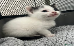 Mixed Breed cats for sale: REDUCED: 2 friendly kittens remain- regime 26/8/25 - Image 2