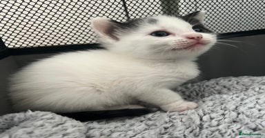 Mixed Breed cats - Advert 5