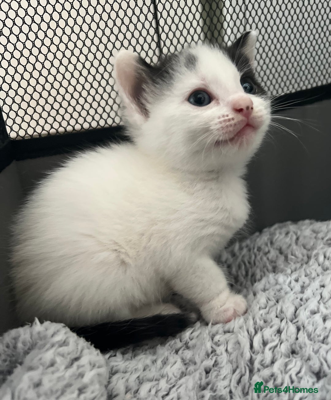 Mixed Breed cats for sale: REDUCED: 2 friendly kittens remain- regime 26/8/25 - Image 2