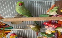 Ringnecks birds for sale: Bird pair and cage  - Image 3
