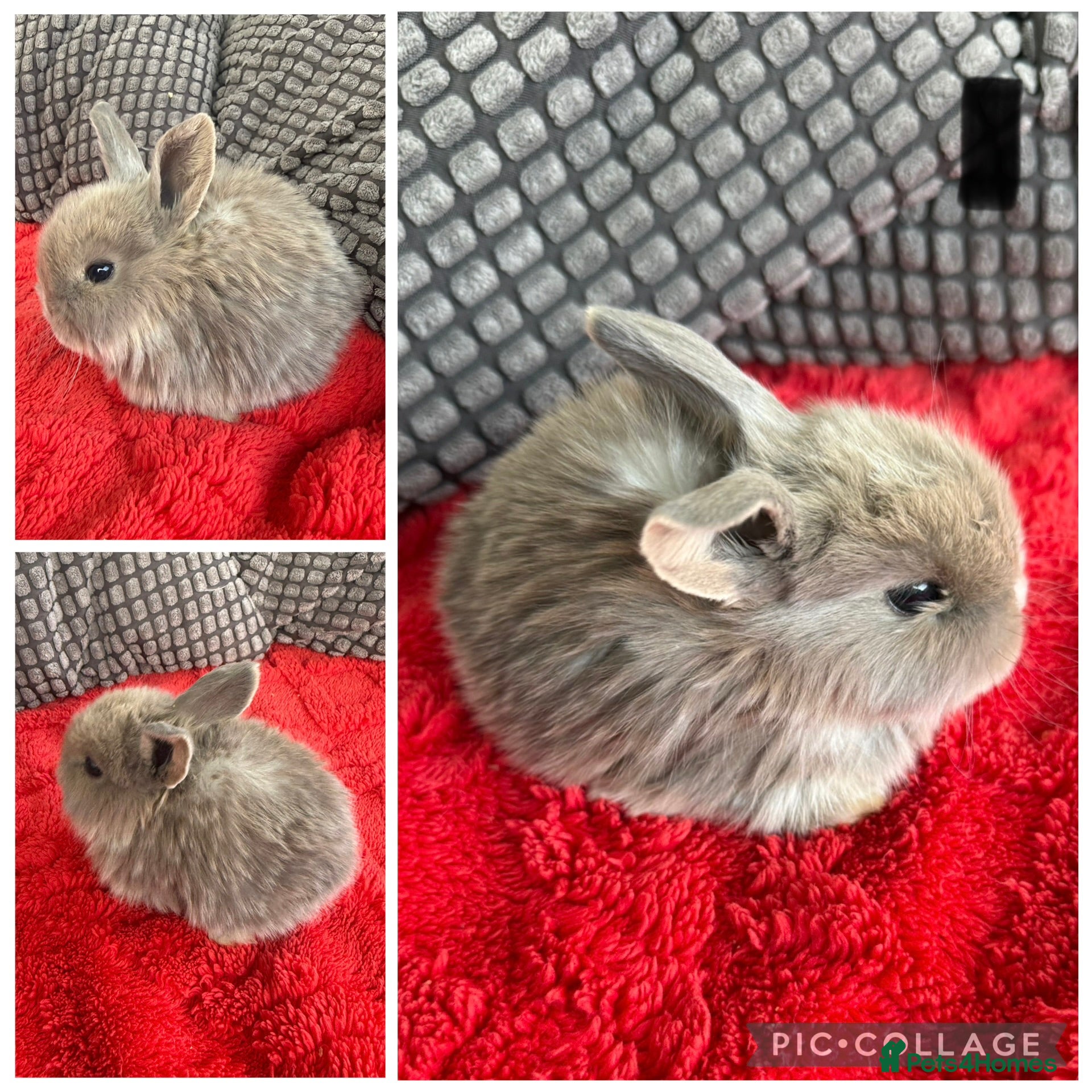 Mixed Breed rabbits Mini lop bunnies  - Advert 2