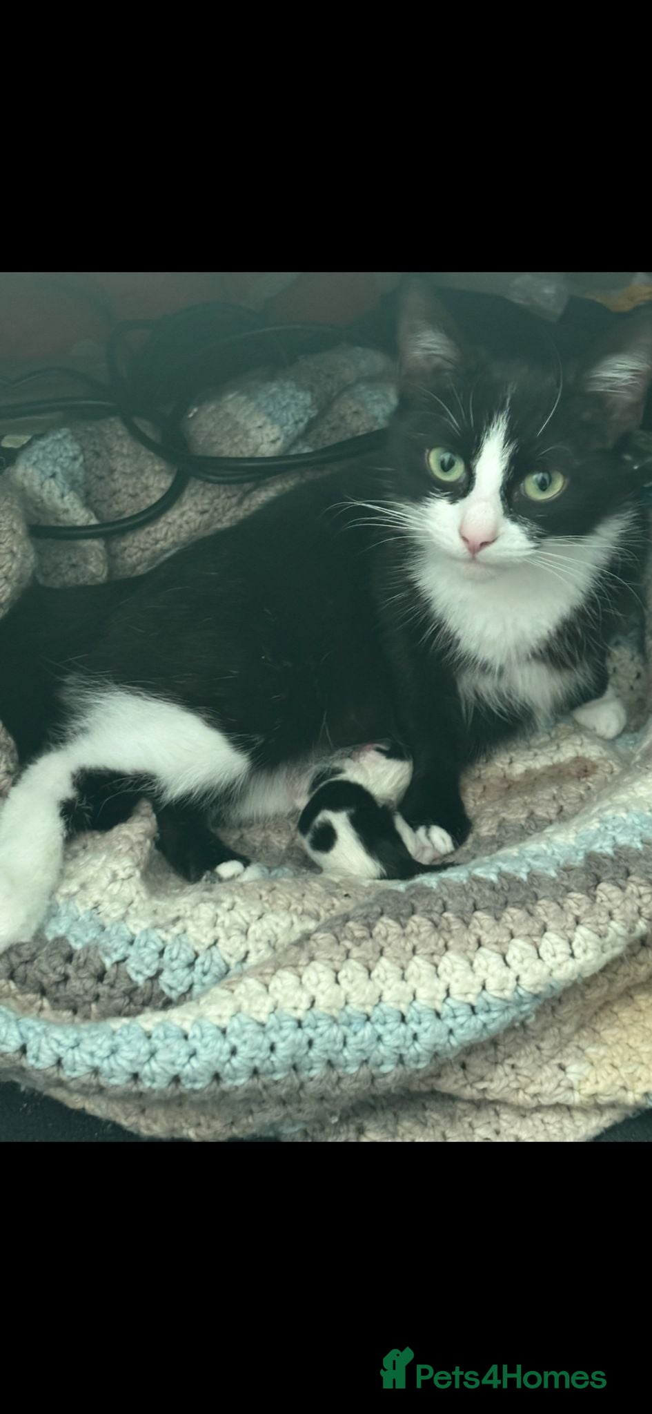 Mixed Breed cats 2 beautiful pure black mixed breed kittens  - Advert 3