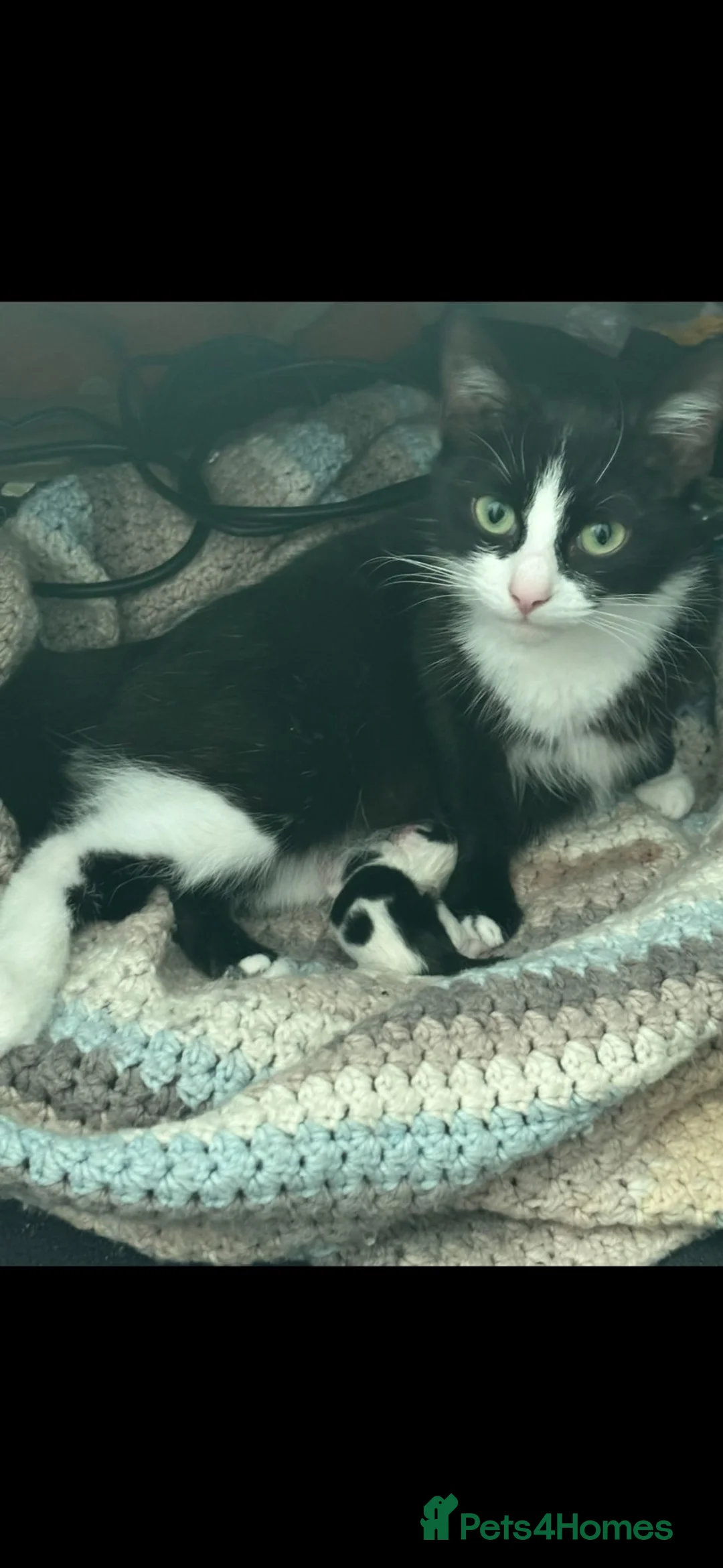 Mixed Breed cats for sale: 2 beautiful pure black mixed breed kittens  in Newark - Advert 1