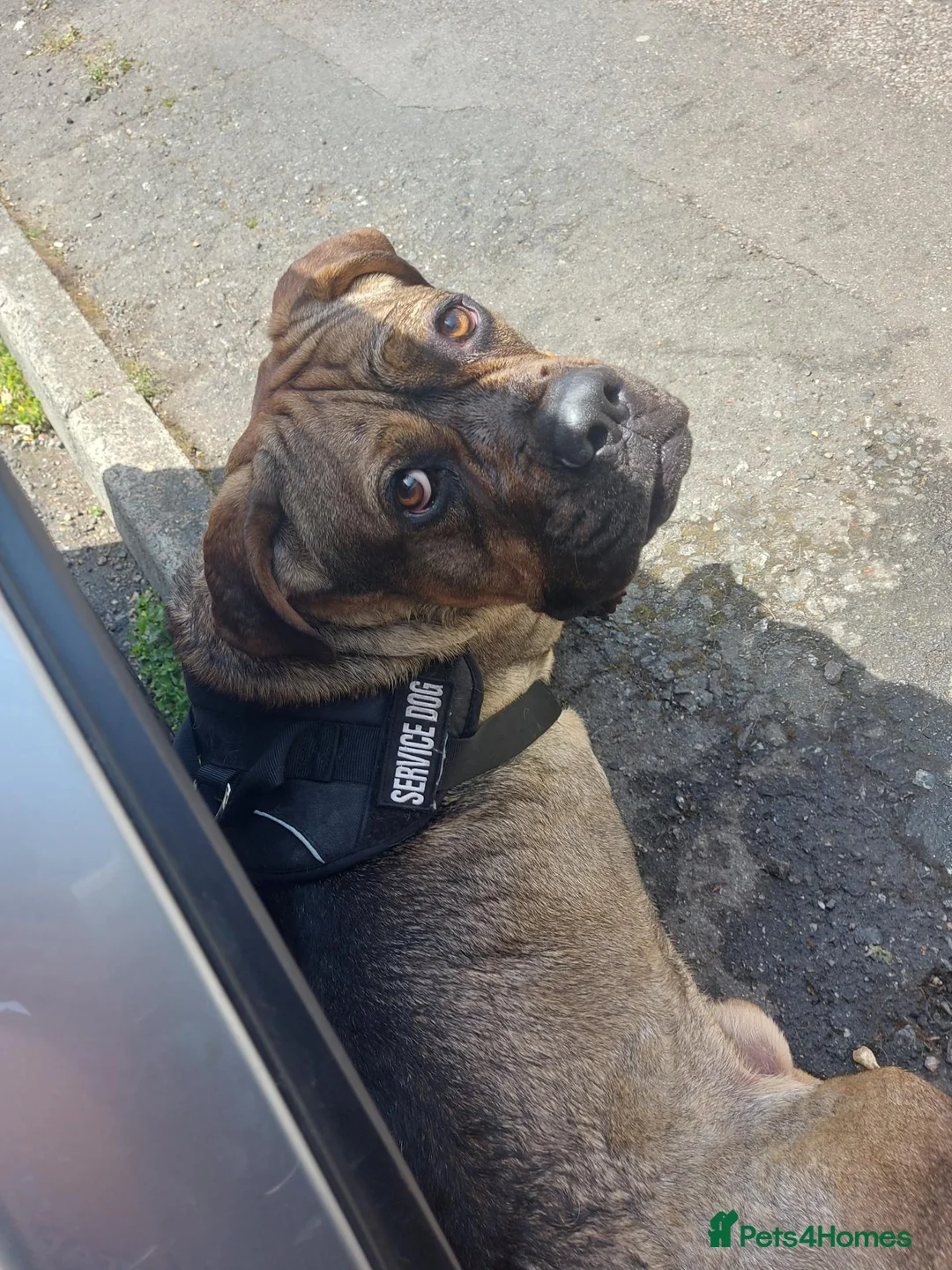 Mixed Breed dogs for sale: Buddy, Cane corso Cross alsation  in London - Advert 6