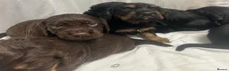 Cocker Spaniel dogs for sale: 🐾 GORGEOUS COCKER SPANIEL PUPPIES 🐾 - Advert 3