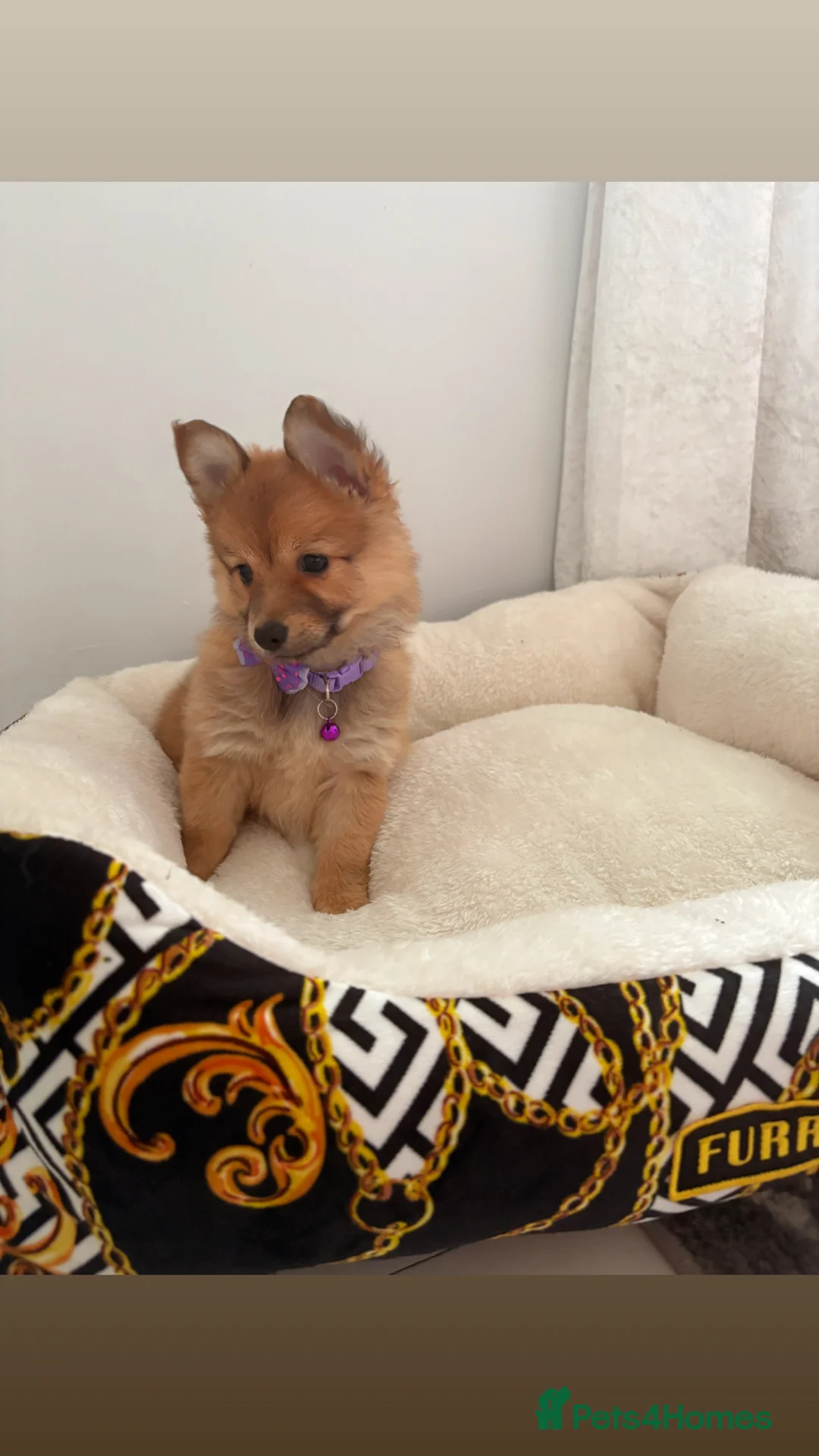 Mixed Breed dogs for sale: Italian volpino x deer head chihuahua puppies  - Advert 21