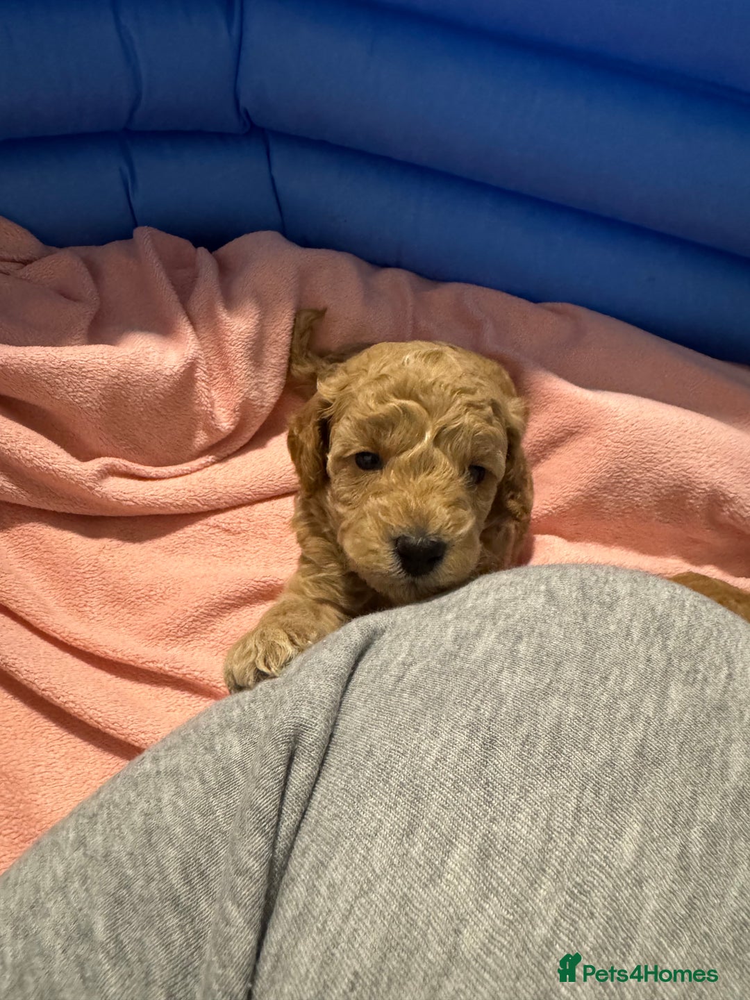 Toy Poodle dogs for sale: Toy poodle puppies *Ready for  ** * - Advert 11