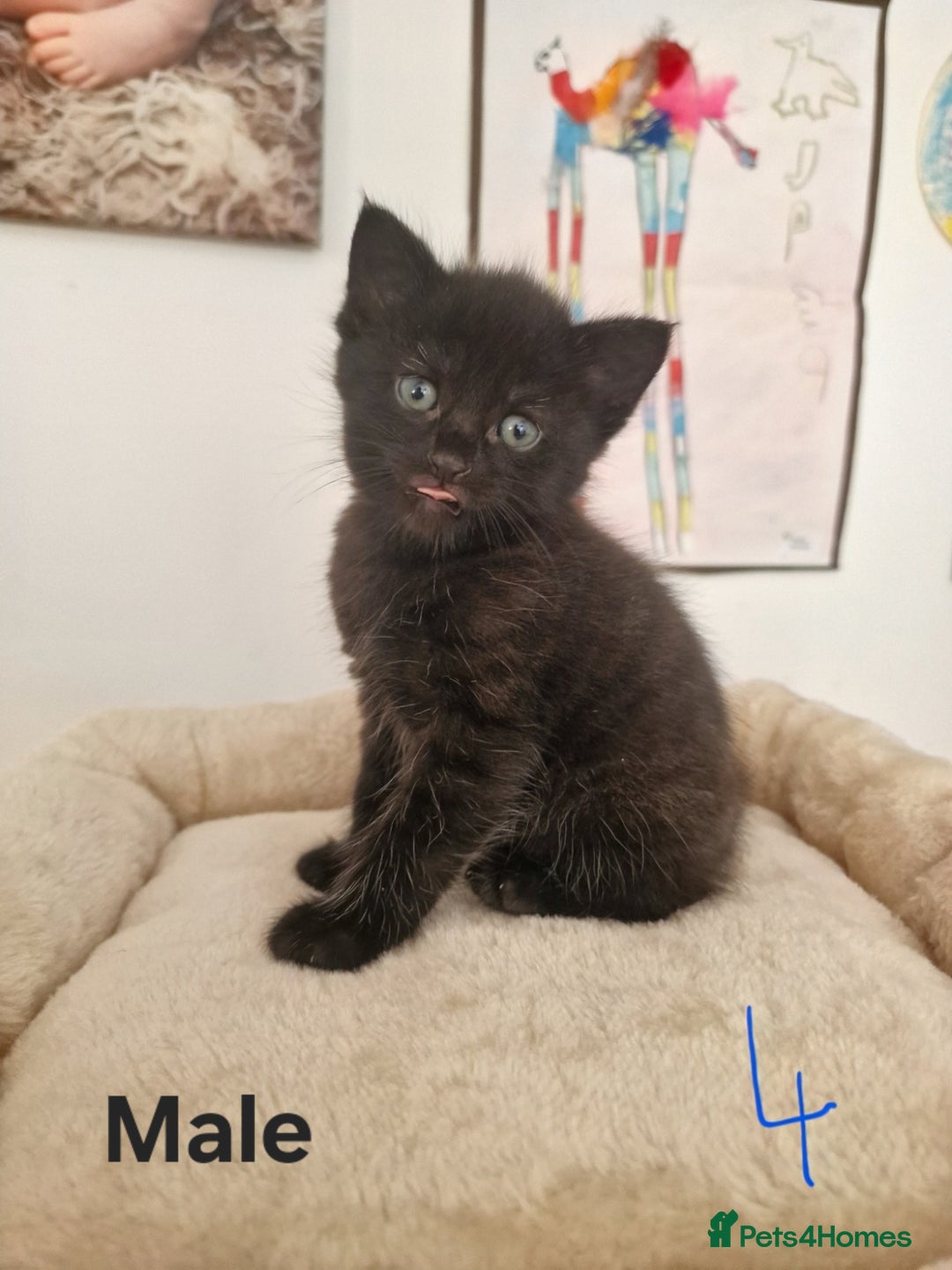 Mixed Breed cats for sale: Beautiful kittens for loving homes from 8th Aug  - Image 5