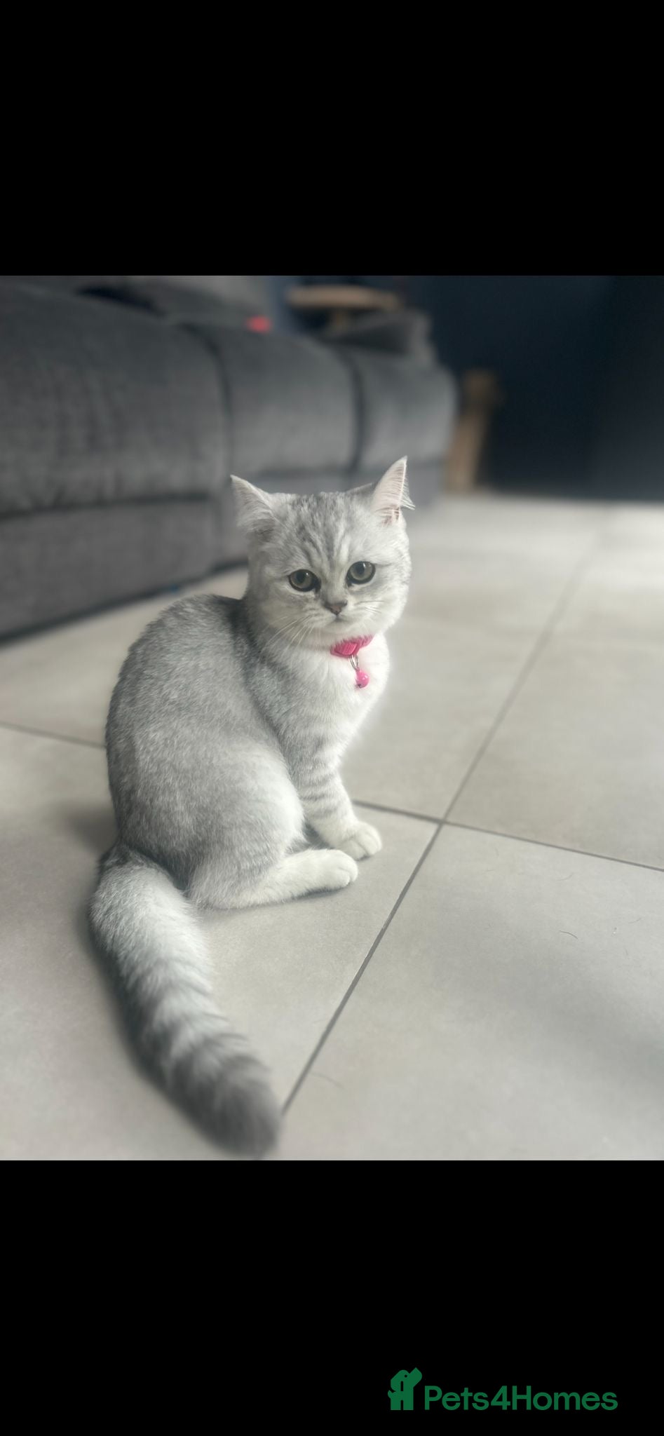 Persian cats Beautiful chinchilla Persian x - Advert 1