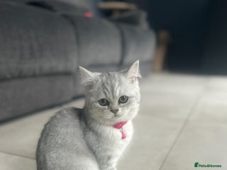 Persian cats Beautiful chinchilla Persian x - Advert 1