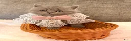 British Shorthair cats for sale: British shorthair kittens lilac and blues  - Advert 6