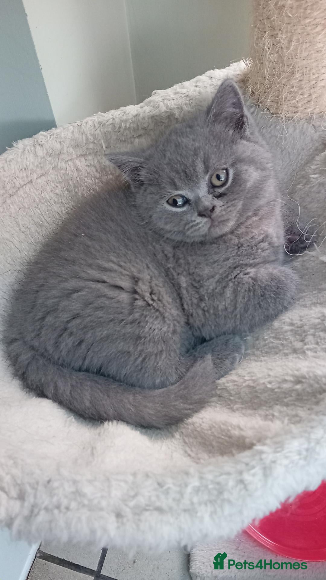British Shorthair cats for sale: Beautiful British short-hair kittens  - Advert 2