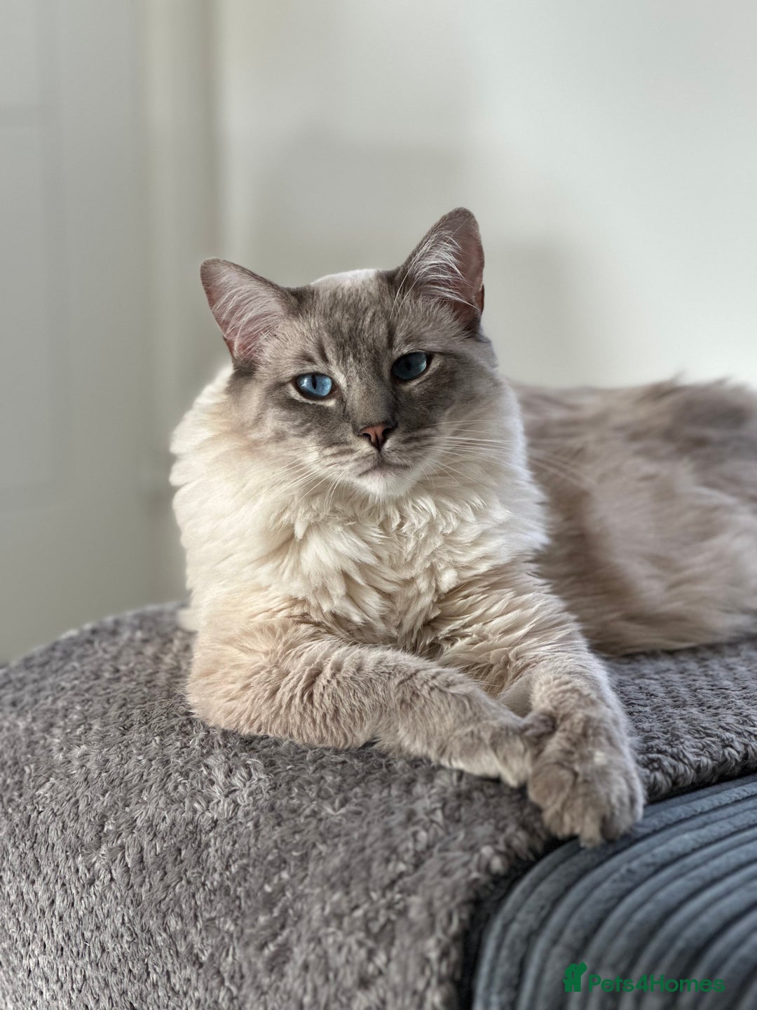 Ragdoll cats for sale: Coco and Willow Male Ragdolls - Advert 5